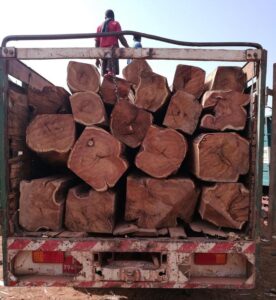 Scopri di più sull'articolo I ladri del legno rosa, ultimo oro dell’Africa
